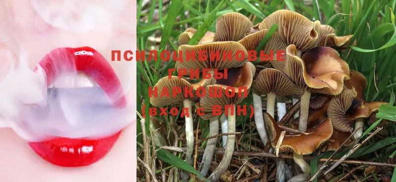 Псилоцибиновые грибы Psilocybe  Аргун 